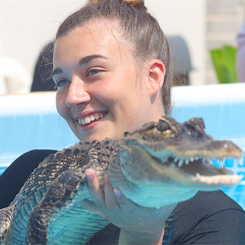 Swimming with Crocodiles near Bristol UK Swimming with Crocodiles near Bristol UK